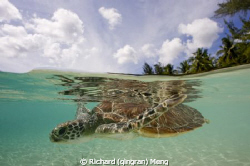 Turtle's Two World / Unlike most of the marine creatures,... by Richard (qingran) Meng 